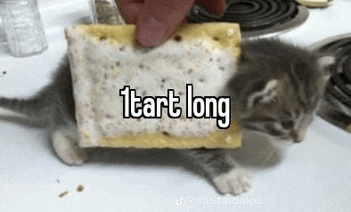 a kitten is sitting on top of a toaster pastry .