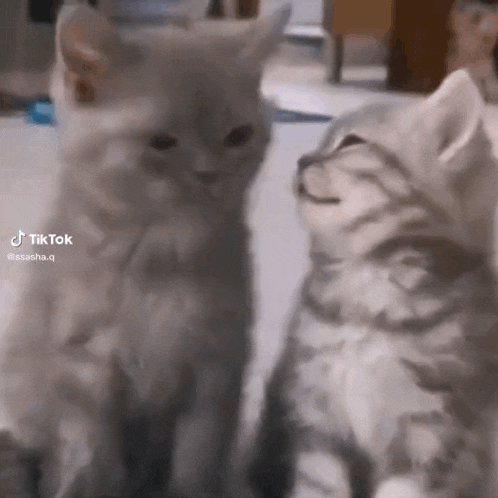 Lucy Y Ricky Cat Kiss GIF - Lucy Y Ricky Cat Kiss Kiss GIFs