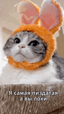 a cat wearing bunny ears and a hat with russian writing