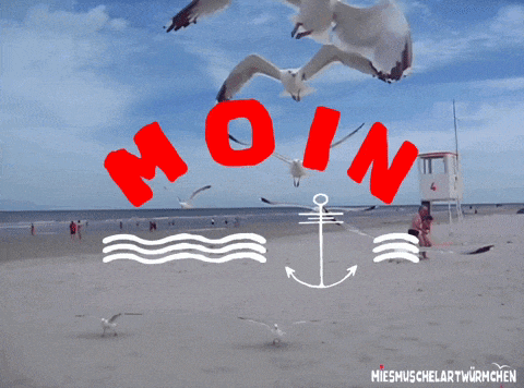 two seagulls are flying over a beach with the word moin in red