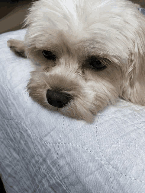 a small dog is laying on a white blanket