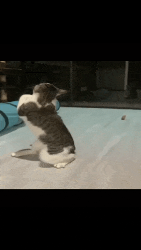 a cat is playing with a white cat on a table .