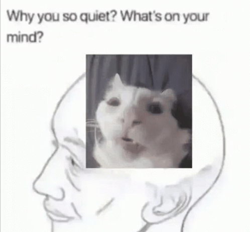 Cat Your Mind GIF - Cat Your Mind GIFs