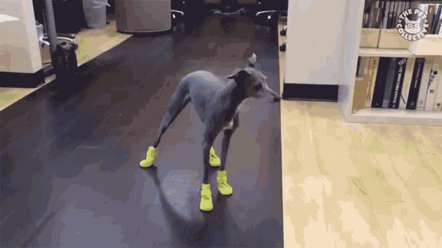 On My Way Dog Boots GIF - On My Way Dog Boots Im Coming GIFs