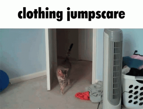 Cat Jumpscare GIF - Cat Jumpscare GIFs