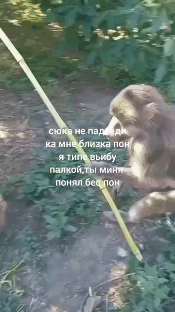 a monkey is standing in the grass behind a yellow fence