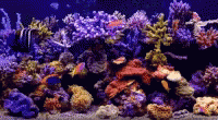 Aquarium Fish GIF - Aquarium Fish Corals GIFs
