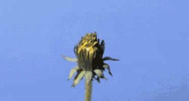 a yellow dandelion against a blue sky