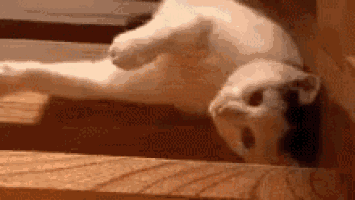 a white and black cat is laying on its back on a wooden shelf .