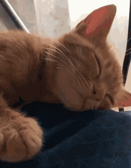 спит кот GIF - спит кот котперсик GIFs