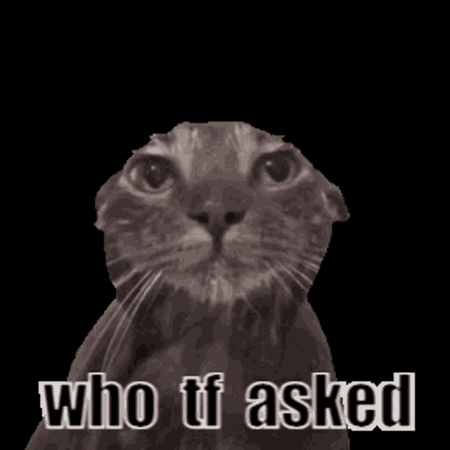 Who Asked Who Tf Asked GIF - Who Asked Who Tf Asked Cute Cat GIFs