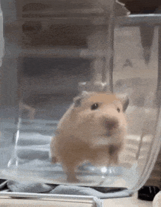 a hamster is looking out of a clear plastic container .