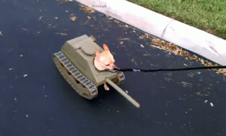 Soldier On Duty GIF - Dog Tank On Duty GIFs