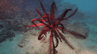 a red starfish is surrounded by black feathers