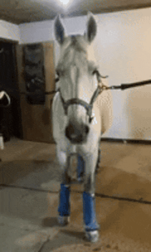 a white horse wearing blue socks is standing in a room