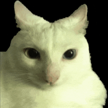 a white cat is looking at the camera with a black background