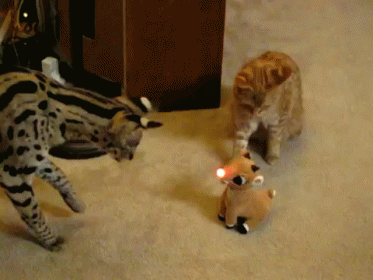 Poor Rudolph GIF - Animals Cats Clouded Leopard GIFs