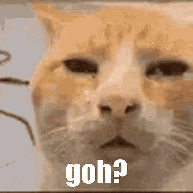 a close up of a cat 's face with the words goh written above it