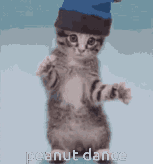 Peanut Brick Hill GIF - Peanut Brick Hill Cat Dance GIFs
