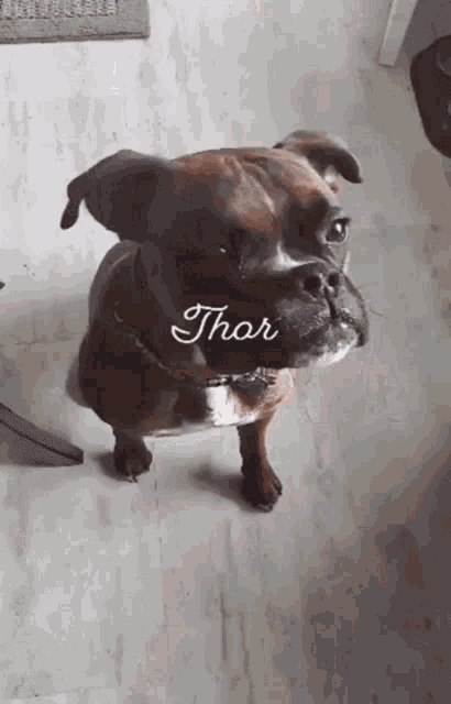 a boxer dog named thor is looking at the camera