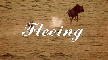 a picture of a wildebeest with the word fleeing below it