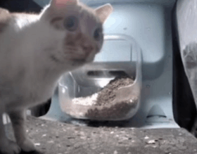 Shocked Cat What Did I Just See GIF - Shocked Cat What Did I Just See Blank Stare GIFs