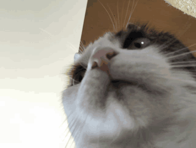 a close up of a cat 's face looking up at something