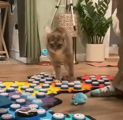 a cat is walking across a colorful puzzle mat