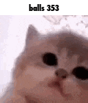 a close up of a cat 's face with the words `` balls 353 '' written below it .