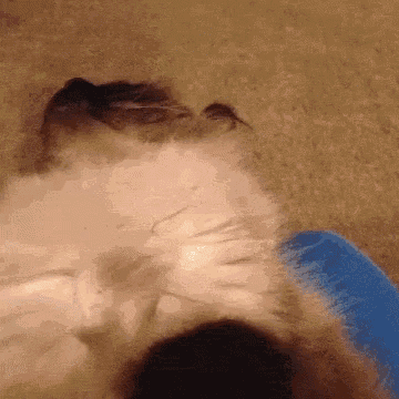 a close up of a cat 's face with a blue brush in the background