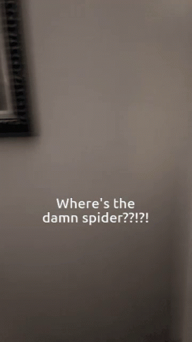 Wheres The Damn Spider Wall GIF - Wheres The Damn Spider Wall Spider GIFs