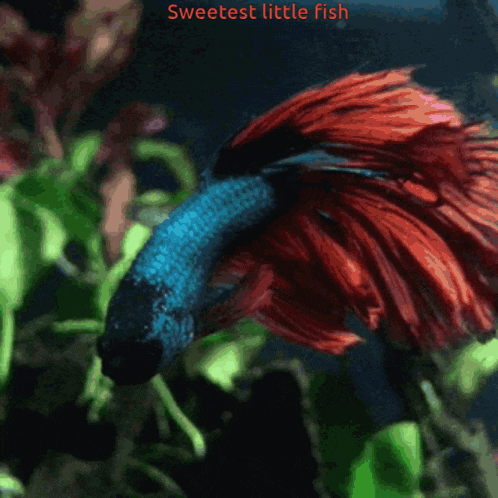 a blue and red fish with the words sweetest little fish written above it