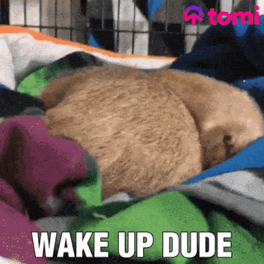 a cat laying on a blanket with the words wake up dude written above it