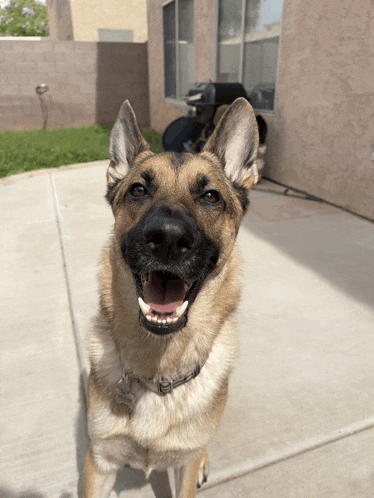 a german shepherd dog with a name tag that says ' chris ' on it