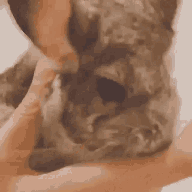 a close up of a person holding a small brown dog .