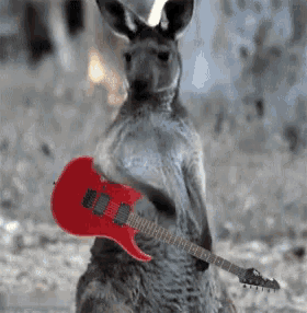 Kangaroo Guitar GIF - Kangaroo Guitar GIFs