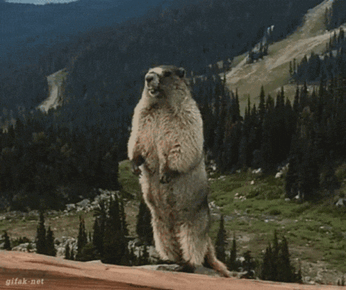 a ground squirrel standing on its hind legs with the word hato on the bottom