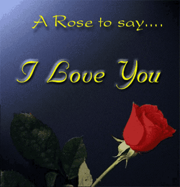 a rose to say i need you with a red rose in front of it