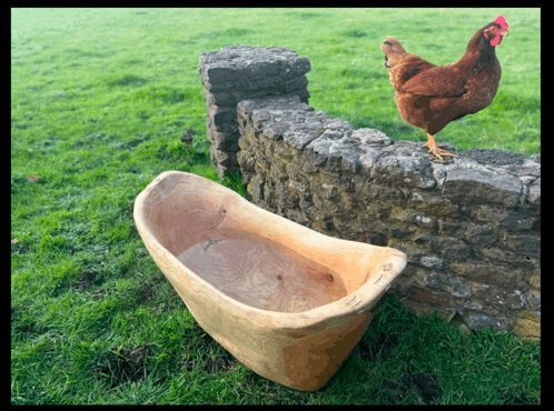 a chicken standing on a stone wall next to a wooden tub