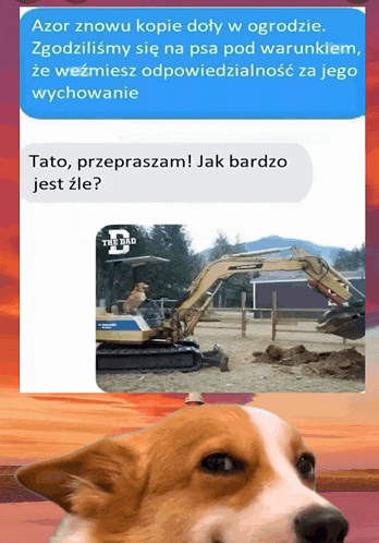 a picture of a dog next to a text that says " tato przepraszam jak bardzo jest zle "
