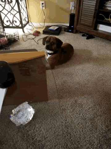 a dog is sitting on the floor in a living room next to a box .