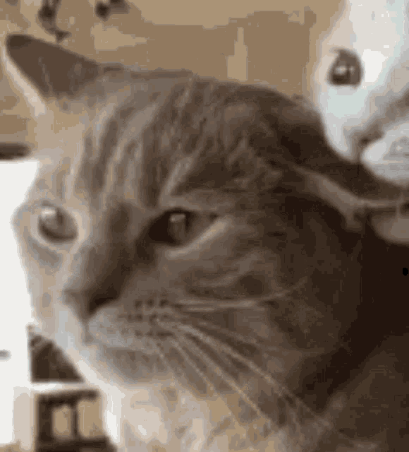 a close up of a cat 's face with another cat behind it .