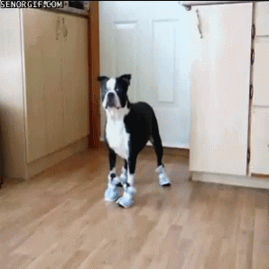 Dogs Shoes GIF - Dogs Shoes GIFs