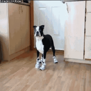a black and white dog wearing a pair of slippers