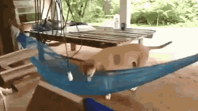 Dogs Chill Out GIF - Dogs Chill Out Hammock GIFs