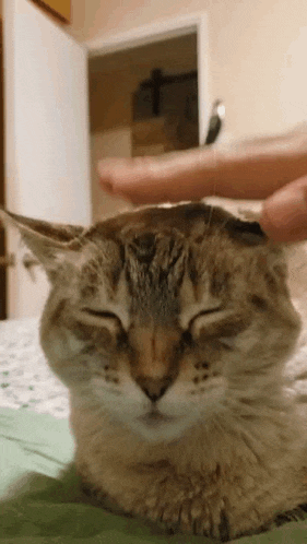 a cat is laying on a bed with its eyes closed and a person is petting it .