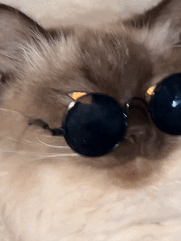 a close up of a cat wearing sunglasses laying down