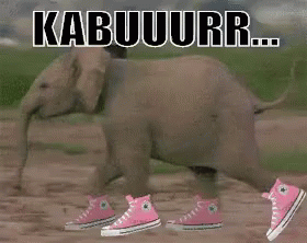 Gajah Kabur GIF - Elephant Run Sneakers GIFs