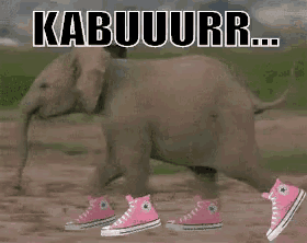 a baby elephant wearing pink converse shoes walking on dirt