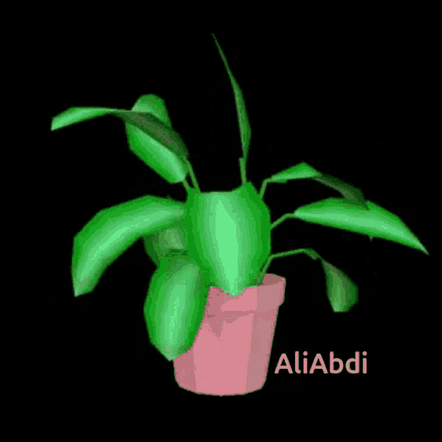 a pink potted plant with green leaves and the name aliabdi